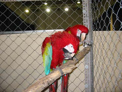 show parrots