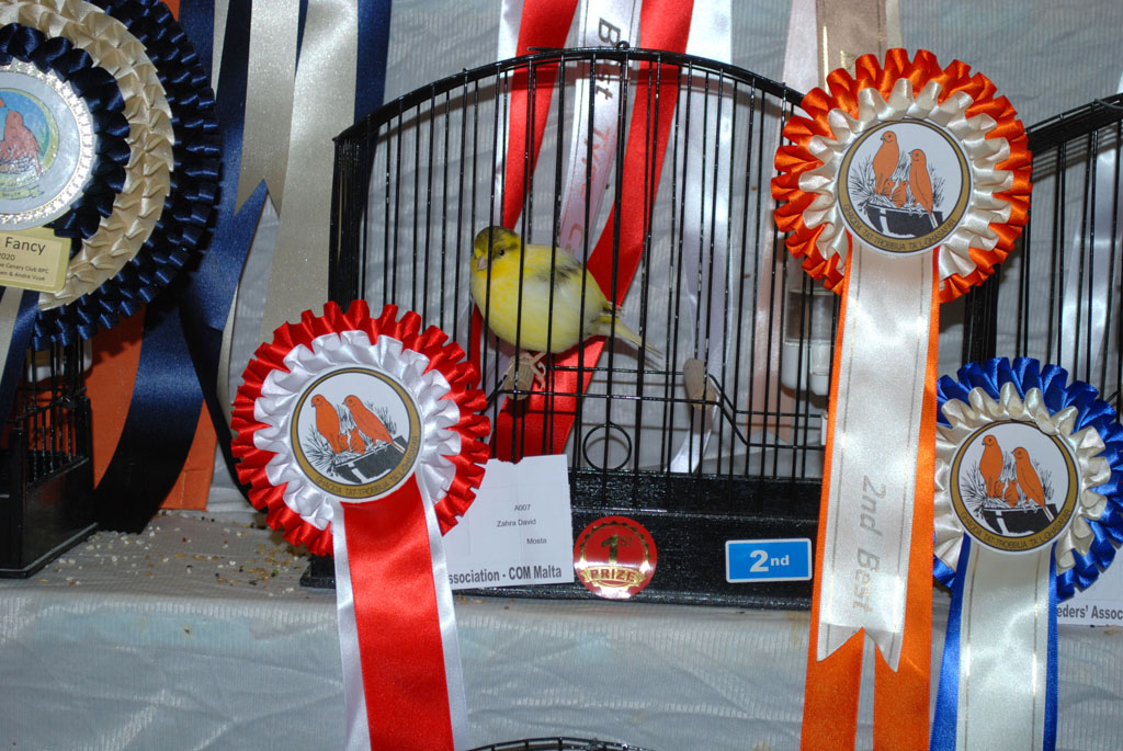 Fife canary david zahra 2nd best in show